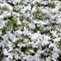 Lobelia, White item
