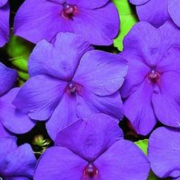 Impatient, Violet item