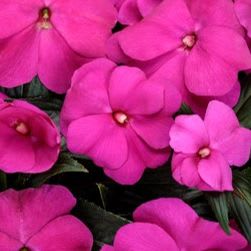 Impatient, Pink item