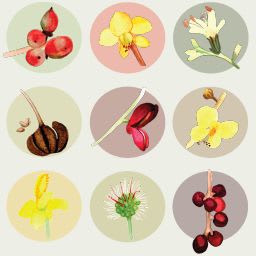 Guía rápida de identificación de árboles item