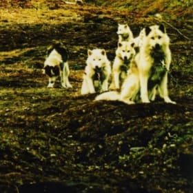 Systèmes polaires item