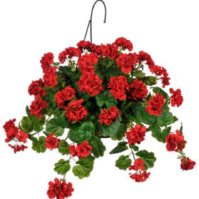 Geranium Red hanging 11" basket item