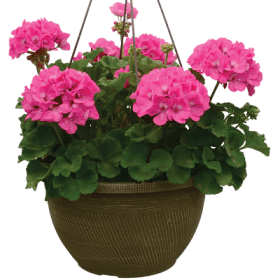 Geranium Pink 11" hanging gasket item