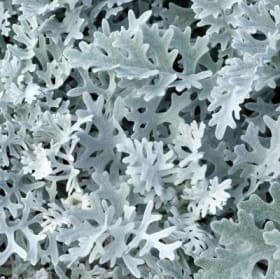 Dusty Miller flat of 36 plants item