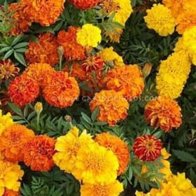 Merigolds flat of 36 plants item
