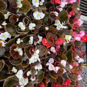Wax Begonia Bronze leaf mix flat of 36 plants item