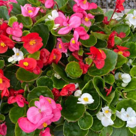 Wax  Begonia Green leaf mix flat of 36 plants item