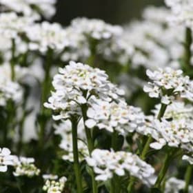 Alyssum White flat of 36 plants item