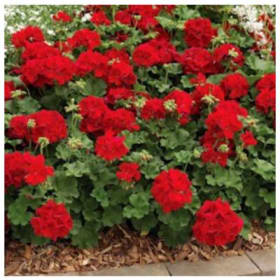 SUN: Calliope Dark Red Basket - $35 item