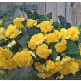 SHADE: Yellow Begonia Basket - $35 item