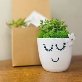 Sweet Face Succulent Kit item