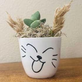 Laughing Cat succulent kit item