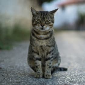 Sponsor a Cat In Need item