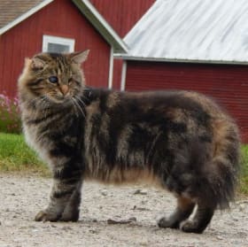 Working Cat Adoption item