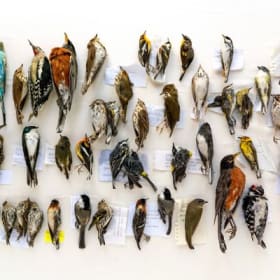 J’ai pensé à toi, une collection d’oiseaux item