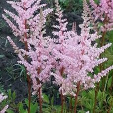 Astilbe Erica item