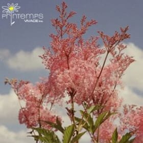Filipendula Rubra Venusta Magnifica item
