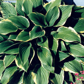 Hosta Fortunei Aureo Marginata item