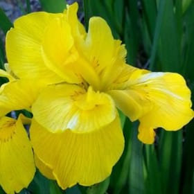 Iris Pseudacorus Sun Cascade item