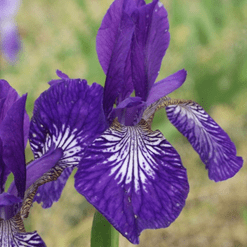 Iris Sibirica Salem Witch item