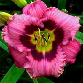 Hémérocalle ALWAYS AFTERNOON (Morss, 1987) item