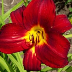 Hémérocalle ANZAC item