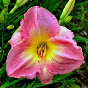 Hémérocalle MARISKA item