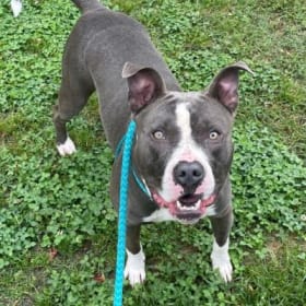 Sponsor Kimbrel's Adoption Fee item