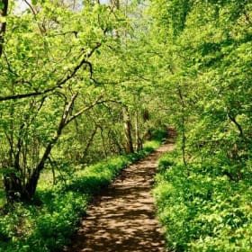 Course en sentier  NOUVEAU vendredi 9 h item