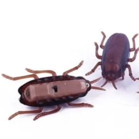 Coquerelles rampantes item