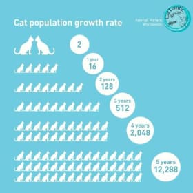 Community Cat Program (with transport) item