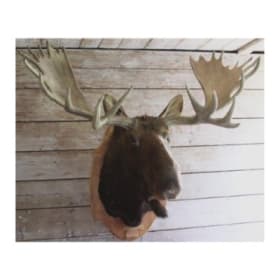 Hunting Trophy (Moosehead), 1940 item