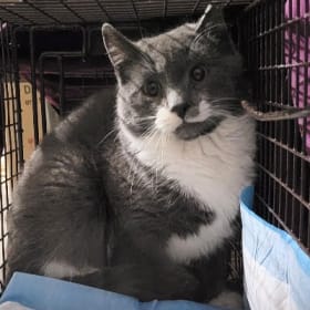 Fix this Feral #1 item