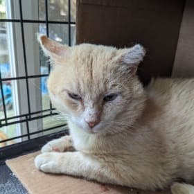 Fix this Feral #7 item