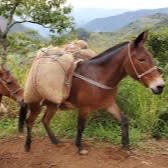 Galiano Coffee Plantation item