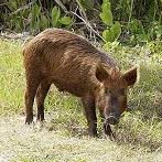 Father-Son Pig Hunt item