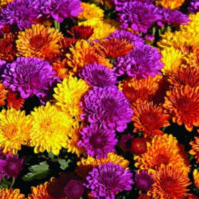 Hocus-Pocus Mum 12" item