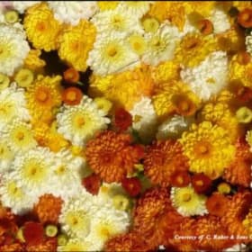 Candy Corn Mum 12" item