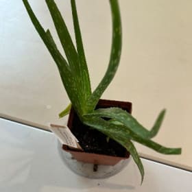 Houseplant Donation item