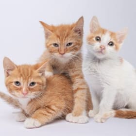 Kitten Bundle item