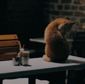 Item #9: Brews and Mews Cat Cafe Gift Certificate #1 of 2 item