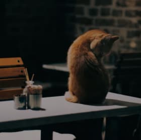 Item #10: Brews and Mews Cat Cafe Gift Certificate #2 of 2 item