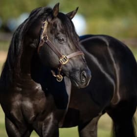 Item # 10 2025 Breed to Wicked Pretty item