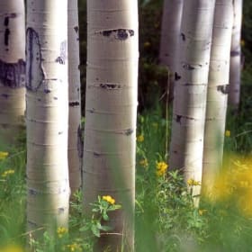 Aspens & Golden Banner Photography by Annie Tiberio item