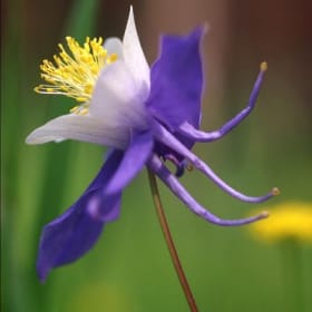 Columbine Photograph by Annie Tiberio item
