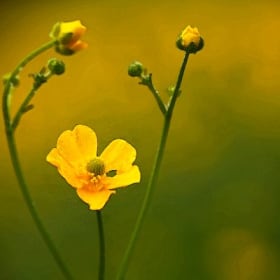 Sarah's Buttercups Photograph by Annie Tiberio item