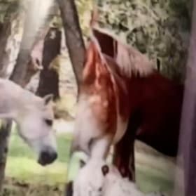 NEW ADD:Mack and Family 20oz Tumbler with Lid item