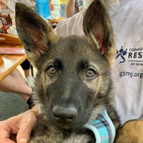 Puppy Adoption Fee item