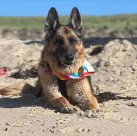 Senior Adoption Fee item