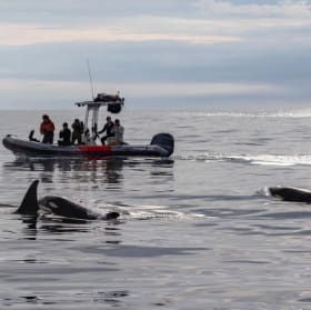 Net Zero Expeditions Whale Watching (2 tix) item